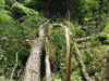 Wind accompanying a strong thunderstom took down about a 1/2 acre of forest including this large cherry tree.